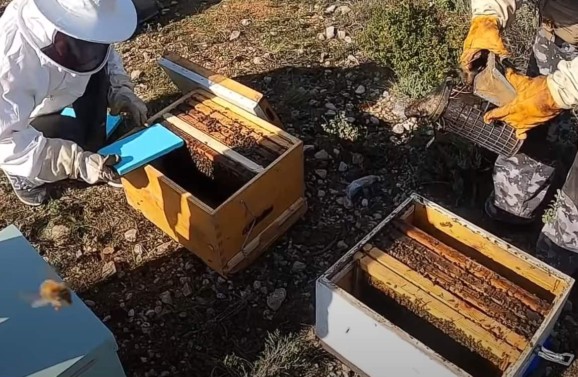 Παραφυάδες