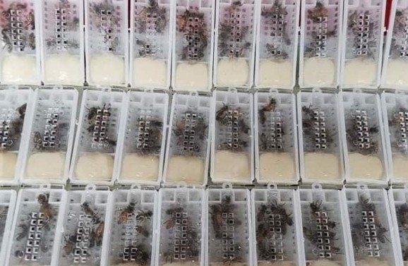 Βασίλισσες