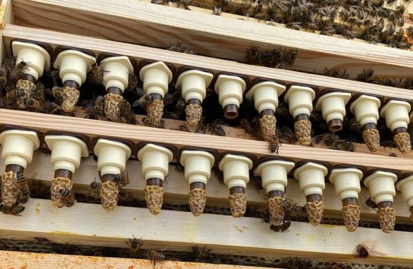 Βασιλοκύτταρα